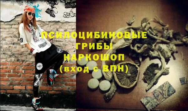 прущие грибы Аркадак